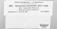 Gymnoconia interstitialis image